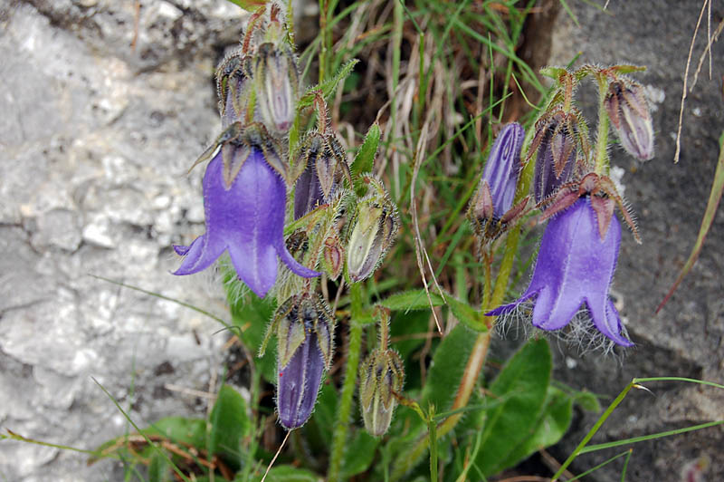 Campanula barbata / Campanula pelosa